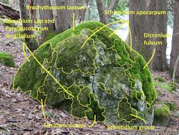 Attēlu rezultāti vaicājumam “Schistidium apocarpum stalked”