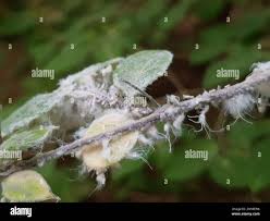 Attēlu rezultāti vaicājumam “Prociphilus xylostei”