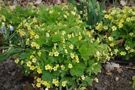 Attēlu rezultāti vaicājumam “Waldsteinia geoides”