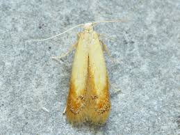 Attēlu rezultāti vaicājumam “Tischeriidae”