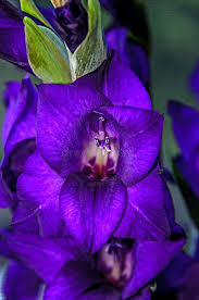 Attēlu rezultāti vaicājumam “Gladiolus imbricatus flower”