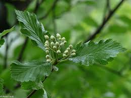 Attēlu rezultāti vaicājumam “Sorbus hybrida”