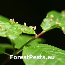 Attēlu rezultāti vaicājumam “Eriophyes padi”