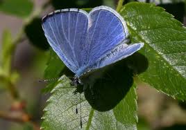 Attēlu rezultāti vaicājumam “Celastrina argiolus underside”