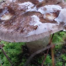 Attēlu rezultāti vaicājumam “Gomphidius glutinosus”