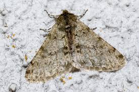 Attēlu rezultāti vaicājumam “Phigalia pilosaria”