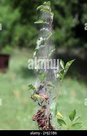 Attēlu rezultāti vaicājumam “Yponomeuta evonymella larva”