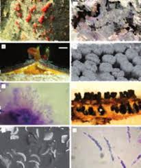 Attēlu rezultāti vaicājumam “Anthostoma decipiens”