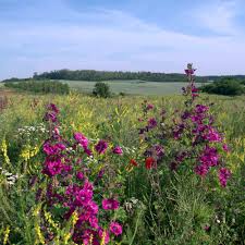 Image result for Malve