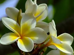 http://t0.gstatic.com/images?q=tbn:ANd9GcQW1ljLAOv5lSxgs7GpbpcDqGTmk4oHl3xyUGCItPjFYXvrk-o21Q