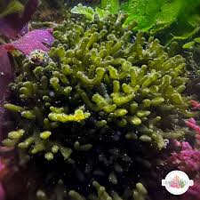 Attēlu rezultāti vaicājumam “Cribraria splendens macro”