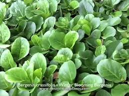 Attēlu rezultāti vaicājumam “Bergenia crassifolia”