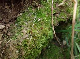 Attēlu rezultāti vaicājumam “Pleuridium subulatum”