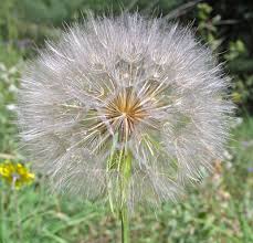 Attēlu rezultāti vaicājumam “Tragopogon heterospermus”