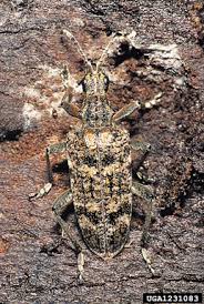 Attēlu rezultāti vaicājumam “Rhagium inquisitor”