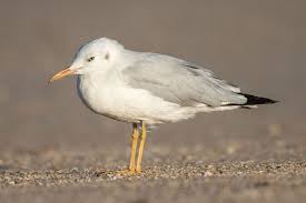 Image result for Chroicocephalus genei