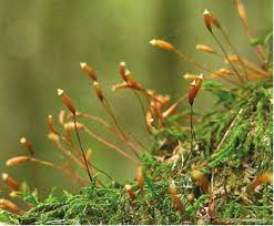 Attēlu rezultāti vaicājumam “Leskea polycarpa”