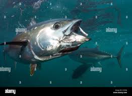 Image result for Thunnus maccoyii