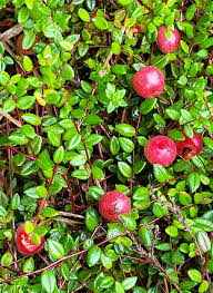 Attēlu rezultāti vaicājumam “Oxycoccus bud”