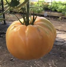 Afbeeldingsresultaat voor amana orange beefsteak tomato
