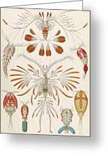 Attēlu rezultāti vaicājumam “Copepoda”