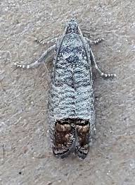 Attēlu rezultāti vaicājumam “Cydia pomonella”