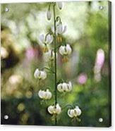 Image result for Lilium martagon Alba