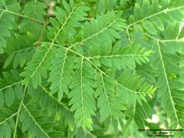 Attēlu rezultāti vaicājumam “Gleditsia triacanthos leaf”