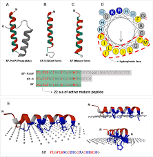 Image result for Myzopsetta ferruginea