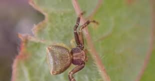 Attēlu rezultāti vaicājumam “Adomerus biguttatus”