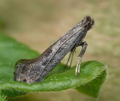 Attēlu rezultāti vaicājumam “Parornix anglicella”