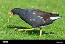 Attēlu rezultāti vaicājumam “Gallinula chloropus adult”