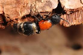 Attēlu rezultāti vaicājumam “Mutilla europaea”