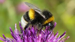 Attēlu rezultāti vaicājumam “Bombus terrestris”