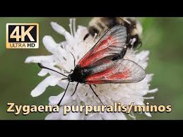 Attēlu rezultāti vaicājumam “Zygaena minos”