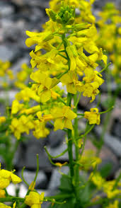 Attēlu rezultāti vaicājumam “Barbarea vulgaris subsp. arcuata”