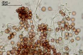 Attēlu rezultāti vaicājumam “Diderma hemisphaericum”