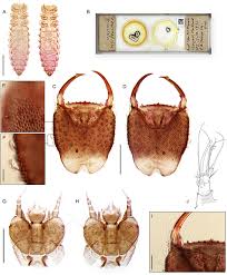 Attēlu rezultāti vaicājumam “Cantharis fusca larva”