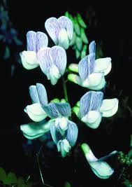 Attēlu rezultāti vaicājumam “Vicia sylvatica flower”