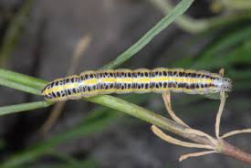 Attēlu rezultāti vaicājumam “Calophasia lunula larva”