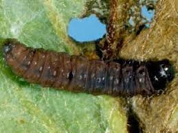 Attēlu rezultāti vaicājumam “Spilonota ocellana”