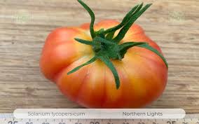 Afbeeldingsresultaat voor northern lights tomato