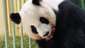 Résultat de recherche d'images pour "pandas"