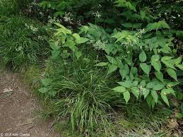 Attēlu rezultāti vaicājumam “Luzula luzuloides”