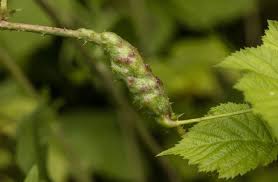 Attēlu rezultāti vaicājumam “Diastrophus rubi”