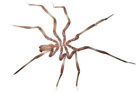 Attēlu rezultāti vaicājumam “Arachnida”