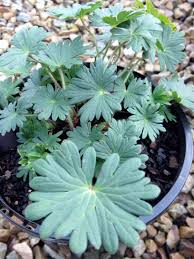 Attēlu rezultāti vaicājumam “Geranium sanguineum leaf”