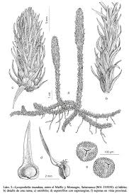 Attēlu rezultāti vaicājumam “Lycopodiella inundata”