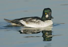 Attēlu rezultāti vaicājumam “Bucephala clangula female”