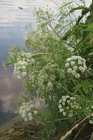 Attēlu rezultāti vaicājumam “Cicuta virosa leaf”
